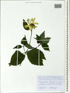 Heliopsis helianthoides (L.) Sw., Eastern Europe, Moscow region (E4a) (Russia)