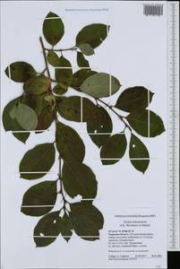 Sorbaronia ×arsenii (Britton & Arsène) G. N. Jones, Eastern Europe, North-Western region (E2) (Russia)