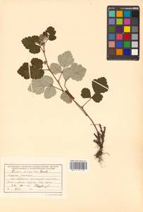 Rubus parvifolius L., Siberia, Russian Far East (S6) (Russia)