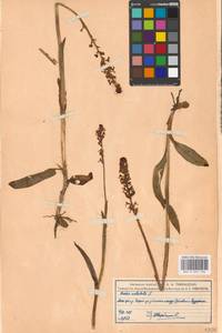 Neotinea ustulata (L.) R.M.Bateman, Pridgeon & M.W.Chase, Eastern Europe, Moscow region (E4a) (Russia)