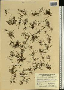 Limosella aquatica L., Eastern Europe, Middle Volga region (E8) (Russia)