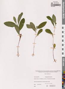 Eurybia sibirica subsp. sibirica, Siberia, Chukotka & Kamchatka (S7) (Russia)