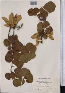 Cercis griffithii Boiss., Middle Asia, Kopet Dag, Badkhyz, Small & Great Balkhan (M1) (Turkmenistan)