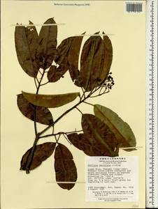 Photinia serratifolia (Desf.) Kalkman, South Asia, South Asia (Asia outside ex-Soviet states and Mongolia) (ASIA) (China)