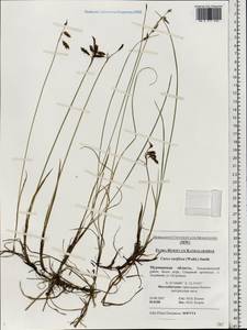 Carex rariflora (Wahlenb.) Sm., Eastern Europe, Northern region (E1) (Russia)