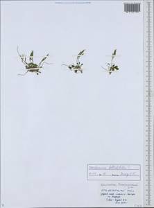 Cardamine bellidifolia L., Siberia, Chukotka & Kamchatka (S7) (Russia)