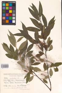 Salix pentandra L., Siberia, Western Siberia (S1) (Russia)