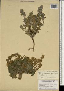 Lagopsis marrubiastrum (Stephan) Ikonn.-Gal., South Asia, South Asia (Asia outside ex-Soviet states and Mongolia) (ASIA) (India)