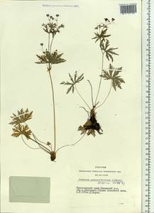 Geranium pseudosibiricum J. Mayer, Siberia, Central Siberia (S3) (Russia)