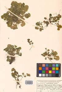 Cardamine umbellata Greene, Siberia, Russian Far East (S6) (Russia)