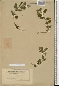 Nepeta racemosa subsp. racemosa, Caucasus (no precise locality) (K0)