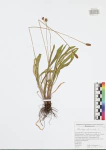 Plantago lanceolata L., Eastern Europe, Central region (E4) (Russia)