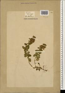 Teucrium chamaedrys L., Caucasus, Georgia (K4) (Georgia)