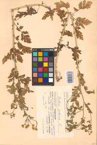 Tanacetum parthenium (L.) Sch. Bip., Eastern Europe, Western region (E3) (Russia)