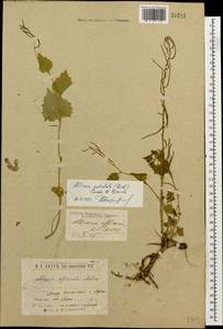 Alliaria petiolata (M.Bieb.) Cavara & Grande, Caucasus, Krasnodar Krai & Adygea (K1a) (Russia)