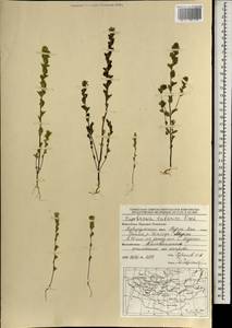 Euphrasia pectinata Ten., Mongolia (MONG) (Mongolia)