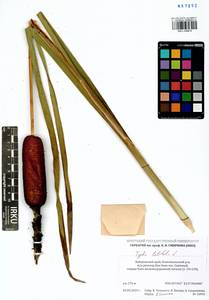 Typha latifolia L., Siberia, Russian Far East (S6) (Russia)