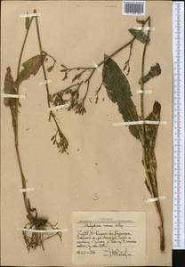 Kovalevskiella rosea (Popov & Vved.) Kamelin, Middle Asia, Western Tian Shan & Karatau (M3) (Uzbekistan)