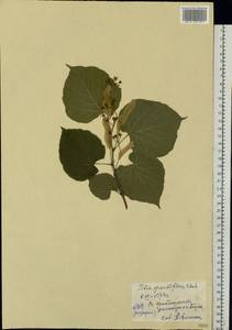 Tilia ×europaea L., Eastern Europe, Central region (E4) (Russia)