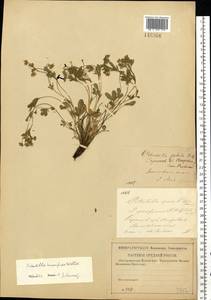 Potentilla humifusa Willd., Eastern Europe, Lower Volga region (E9) (Russia)