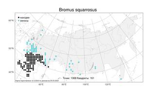 Bromus squarrosus L., Atlas of the Russian Flora (FLORUS) (Russia)