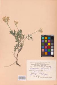 Astragalus albicaulis DC., Eastern Europe, Lower Volga region (E9) (Russia)