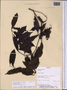 Cordia ecalyculata Vell., America (AMER) (Paraguay)
