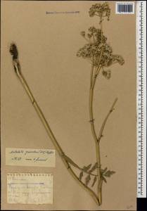 Pastinaca clausii (Ledeb.) Calest., Caucasus, Krasnodar Krai & Adygea (K1a) (Russia)