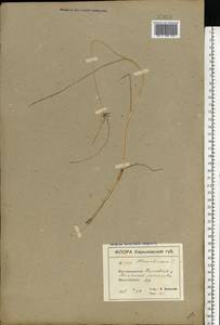 Allium oleraceum L., Eastern Europe, North Ukrainian region (E11) (Ukraine)