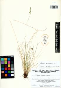 Festuca pseudosulcata Drobow, Siberia, Baikal & Transbaikal region (S4) (Russia)