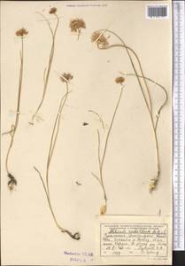 Allium rubellum M.Bieb., Middle Asia, Kopet Dag, Badkhyz, Small & Great Balkhan (M1) (Turkmenistan)