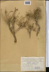 Nitrosalsola orientalis (S. G. Gmel.) Theodorova, Middle Asia, Northern & Central Tian Shan (M4) (Kyrgyzstan)