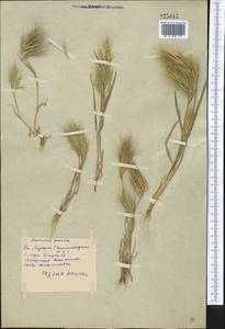 Bromus pumilio (Trin.) P.M.Sm., Middle Asia, Syr-Darian deserts & Kyzylkum (M7) (Uzbekistan)