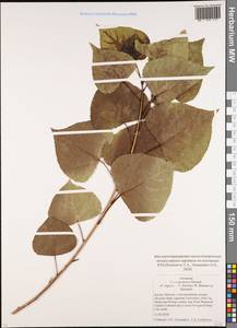 Populus ×canadensis Moench, Eastern Europe, Moscow region (E4a) (Russia)