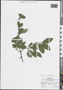 Lonicera xylosteum L., Eastern Europe, Middle Volga region (E8) (Russia)