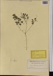Pseudofumaria lutea (L.) Borkh., Western Europe (EUR) (Switzerland)