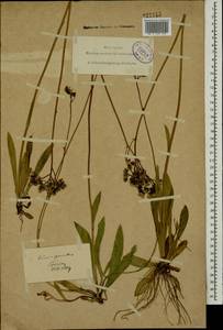 Pilosella piloselloides subsp. praealta (Gochnat) S. Bräut. & Greuter, Eastern Europe, North-Western region (E2) (Russia)