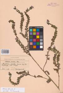 Anchusa officinalis L., Eastern Europe, Moldova (E13a) (Moldova)