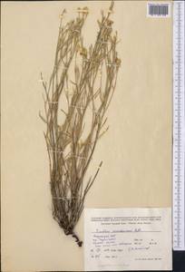 Dianthus ramosissimus Pall. ex Poir., Middle Asia, Dzungarian Alatau & Tarbagatai (M5) (Kazakhstan)