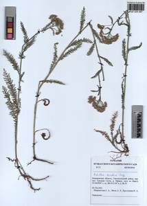 Achillea asiatica Serg., Siberia, Altai & Sayany Mountains (S2) (Russia)