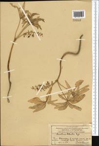 Gymnospermium alberti (Regel) Takht., Middle Asia, Western Tian Shan & Karatau (M3) (Kazakhstan)