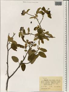 Solanum, Africa (AFR) (Ethiopia)