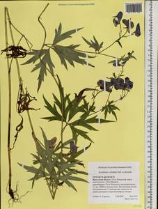 Aconitum volubile Pall., Siberia, Baikal & Transbaikal region (S4) (Russia)