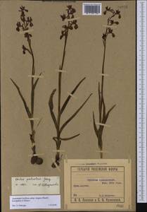 Anacamptis palustris subsp. elegans (Heuff.) R.M.Bateman, Pridgeon & M.W.Chase, Crimea (KRYM) (Russia)