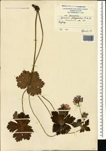 Geranium platypetalum Fisch. & C.A. Mey., Caucasus, South Ossetia (K4b) (South Ossetia)