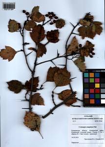 Crataegus sanguinea Pall., Siberia, Altai & Sayany Mountains (S2) (Russia)