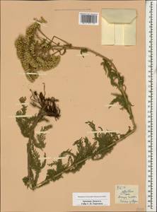 Achillea setacea Waldst. & Kit., Caucasus, Armenia (K5) (Armenia)