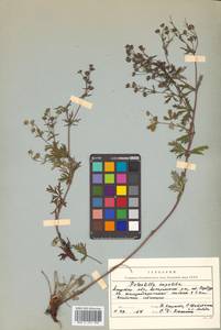 Potentilla argentea L., Siberia, Russian Far East (S6) (Russia)