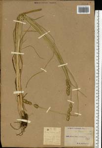 Carex otrubae Podp., Eastern Europe, South Ukrainian region (E12) (Ukraine)