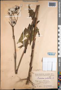 Sonchus palustris L., Siberia, Western Siberia (S1) (Russia)